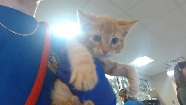 A baby small-sized male Domestic Short Hair cat named Anakin for adoption in Louisville, KY