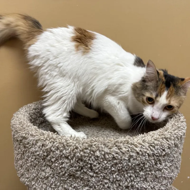 A young medium-sized female White Domestic Medium Hair cat named Mona for adoption in Saint Louis, MO
