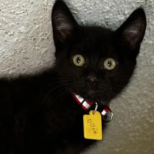 A baby medium-sized male Black Bombay cat named Ollie  Small but for adoption in Hoquiam, WA