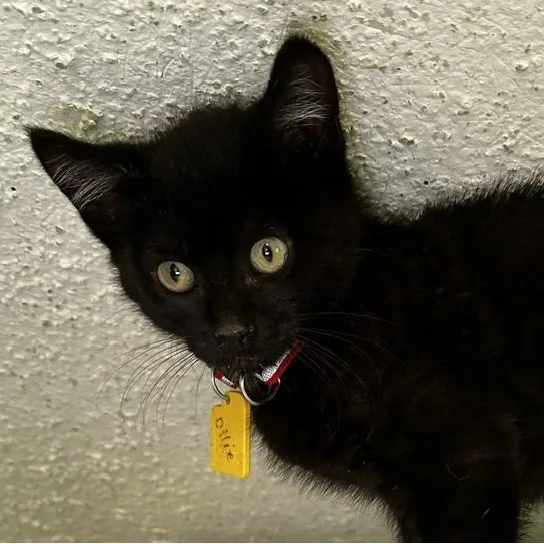 Ollie  Small but thumbnail 3