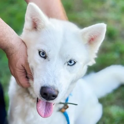 An adult medium-sized female White / Cream Husky dog named Bucci for adoption in Baltimore, MD