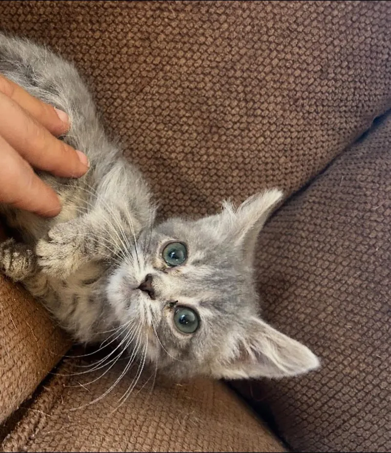 A baby large-sized female Tabby (Gray / Blue / Silver) Tabby cat named Little T for adoption in Woodbury, NJ