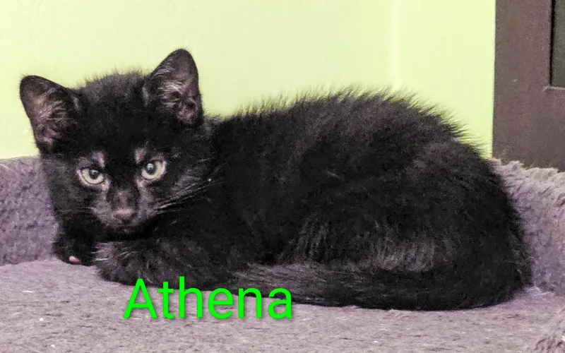A baby medium-sized female Black Domestic Short Hair cat named Athena for adoption in Kenhorst, PA