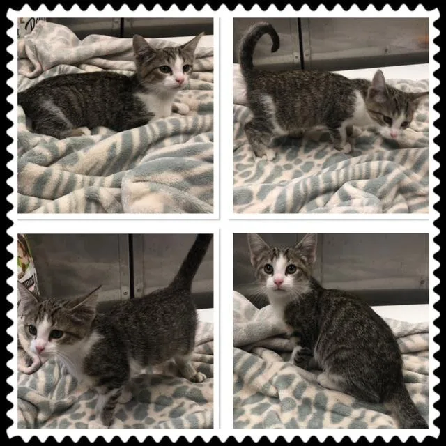 A baby small-sized male Tabby (Gray / Blue / Silver) Domestic Short Hair cat named Edmond for adoption in Buckhannon, WV