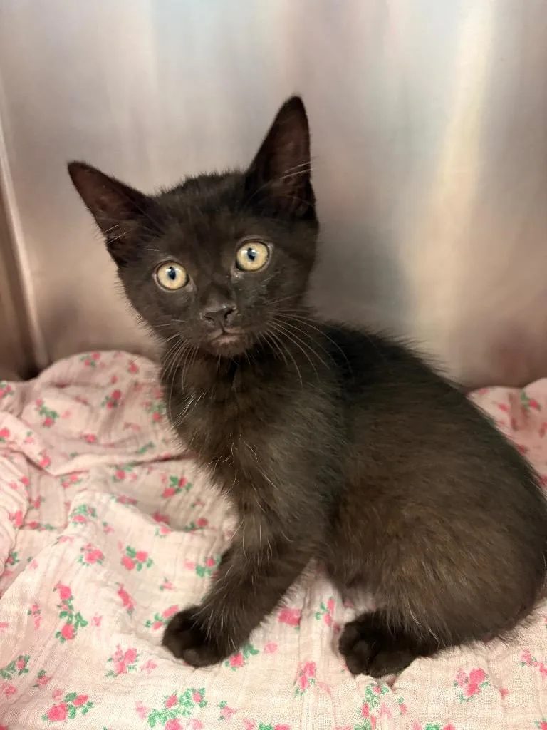 A baby medium-sized male Domestic Short Hair cat named Jericho for adoption in Detroit, MI