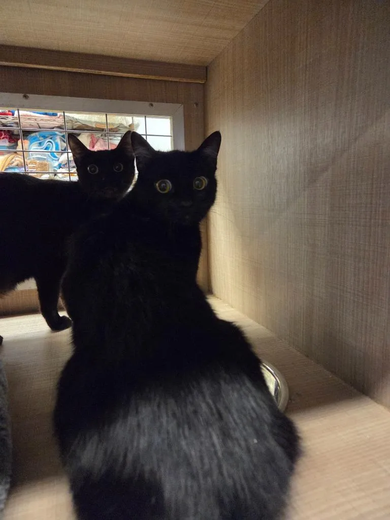 A young large-sized female Domestic Short Hair cat named Maggie for adoption in Bossier City, LA