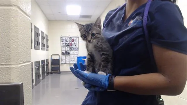 A baby small-sized male Domestic Short Hair cat named Houdini for adoption in Denver, CO