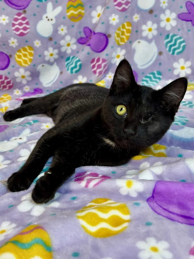 A baby medium-sized female Black Domestic Short Hair cat named Posey for adoption in Salinas, CA