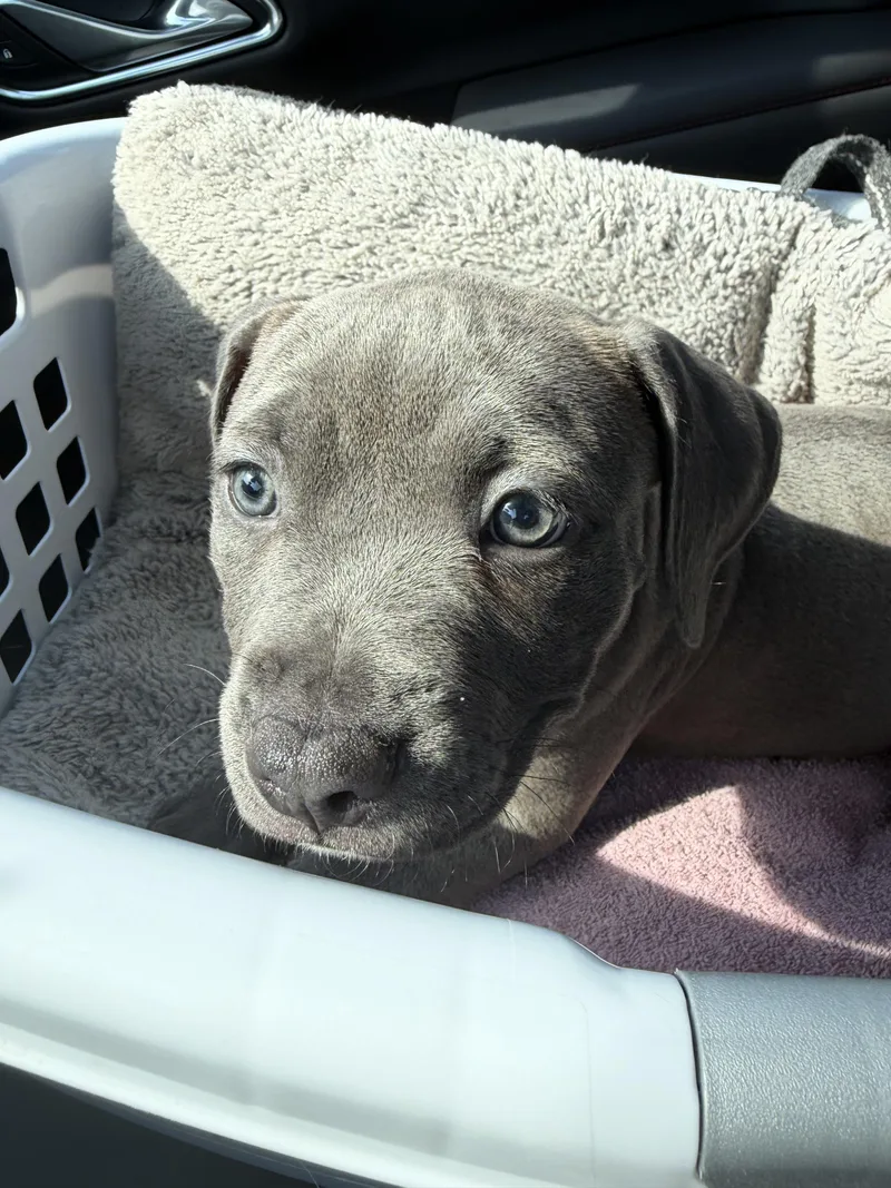 A baby medium-sized female Gray / Blue / Silver Pit Bull Terrier dog named Luna for adoption in Lewis Center, OH