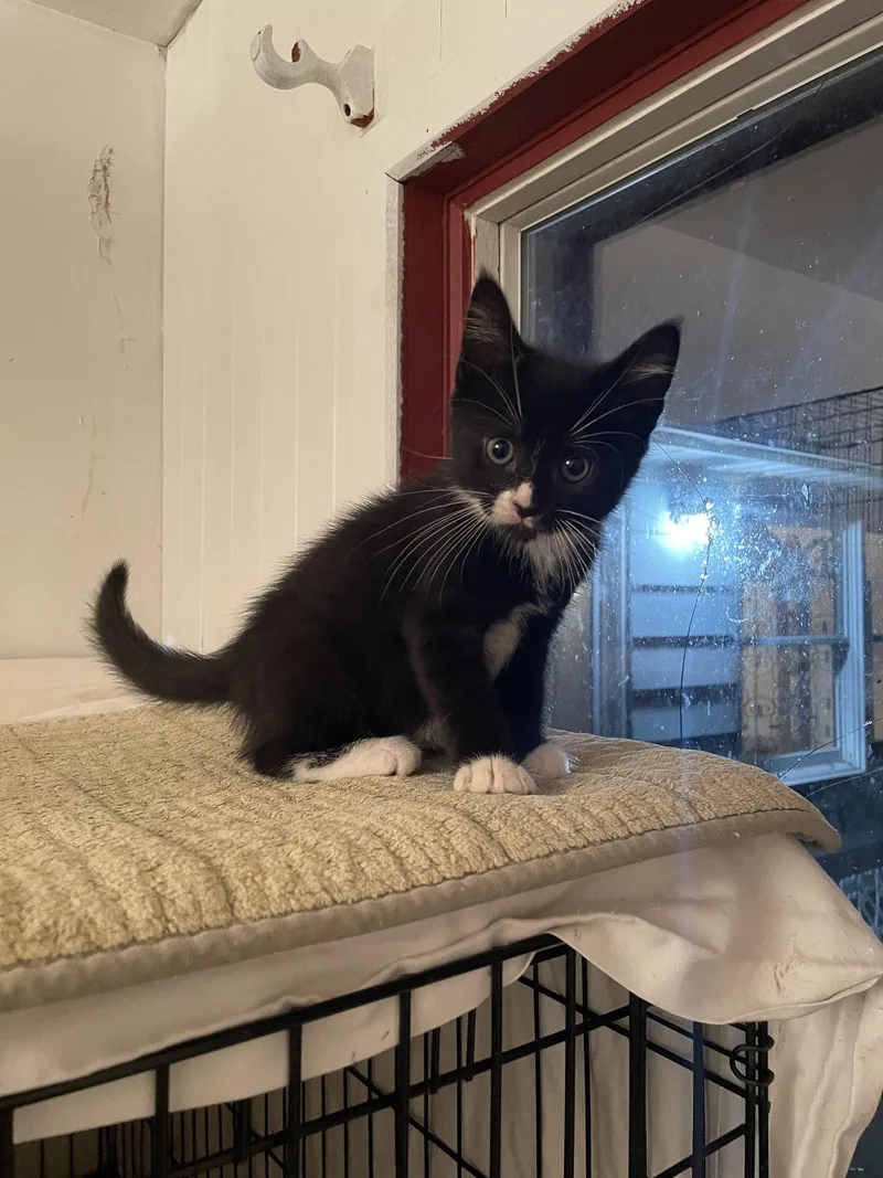 A baby medium-sized male Black & White / Tuxedo Domestic Short Hair cat named Angola for adoption in Trenton, NJ