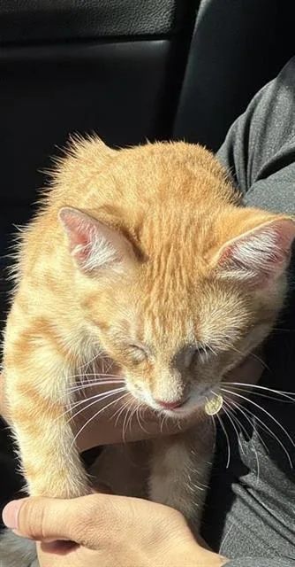 A baby small-sized male Domestic Short Hair cat named Ed for adoption in San Antonio, TX