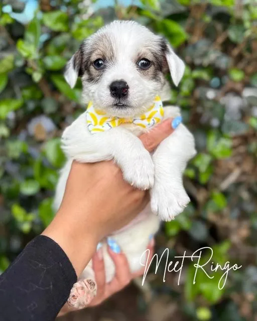 A baby medium-sized male White / Cream Poodle dog named Ringo for adoption in South El Monte, CA