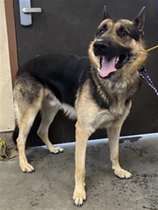 An adult large-sized male German Shepherd Dog dog named Virgo for adoption in Camarillo, CA