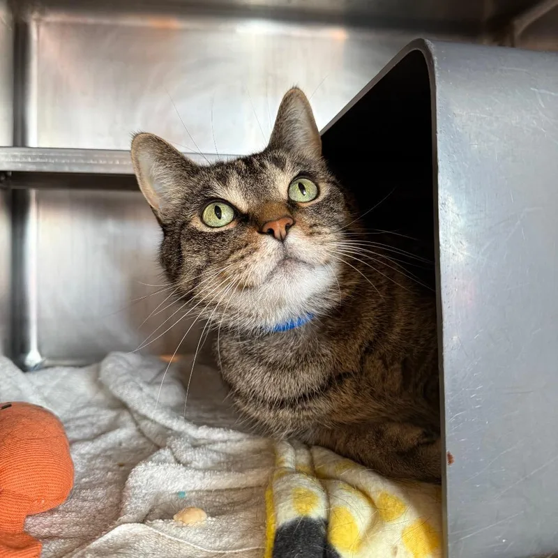 A senior large-sized male Brown / Chocolate Domestic Short Hair cat named Oliver for adoption in Chicago, IL