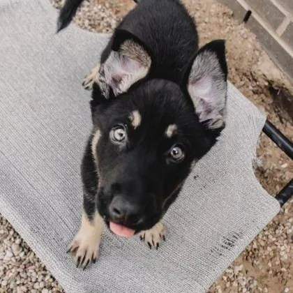 A baby medium-sized male Bicolor German Shepherd Dog dog named Cash for adoption in The Colony, TX
