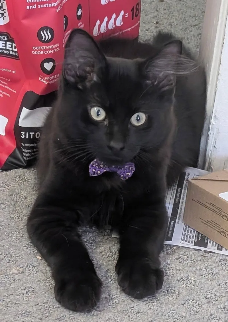 A baby medium-sized male Black Domestic Short Hair cat named Dante for adoption in San Luis Obispo, CA