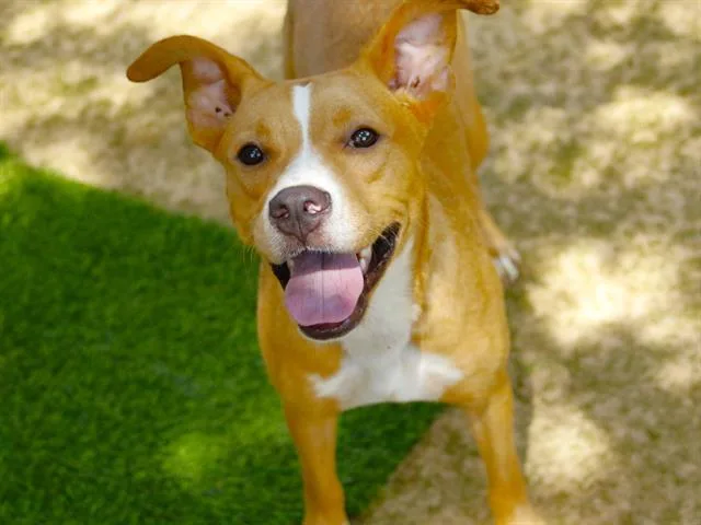 A young medium-sized female Australian Cattle Dog / Blue Heeler dog named Angel for adoption in Tallahassee, FL
