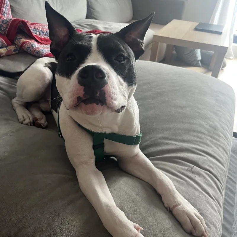 An adult medium-sized male Black American Staffordshire Terrier dog named Moses for adoption in Long Island City, NY
