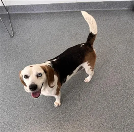 A young medium-sized male Beagle dog named Best Looking Beagle Ever for adoption in Northwood, OH