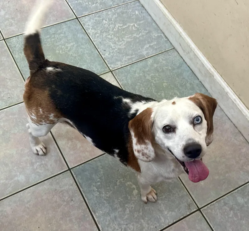 Best Looking Beagle Ever thumbnail 2