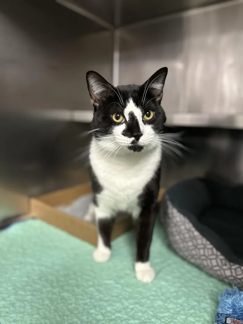 An adult large-sized male Black & White / Tuxedo Domestic Short Hair cat named Panda for adoption in West Haven, CT