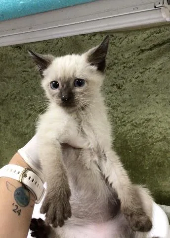 A baby small-sized male Siamese cat named Jerry for adoption in Riverside, CA