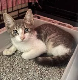 A young small-sized male Tabby (Gray / Blue / Silver) Domestic Short Hair cat named Fay for adoption in Harlingen, TX