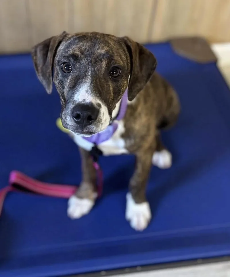 A baby medium-sized female Brindle Boxer dog named Carolina for adoption in North Olmsted, OH