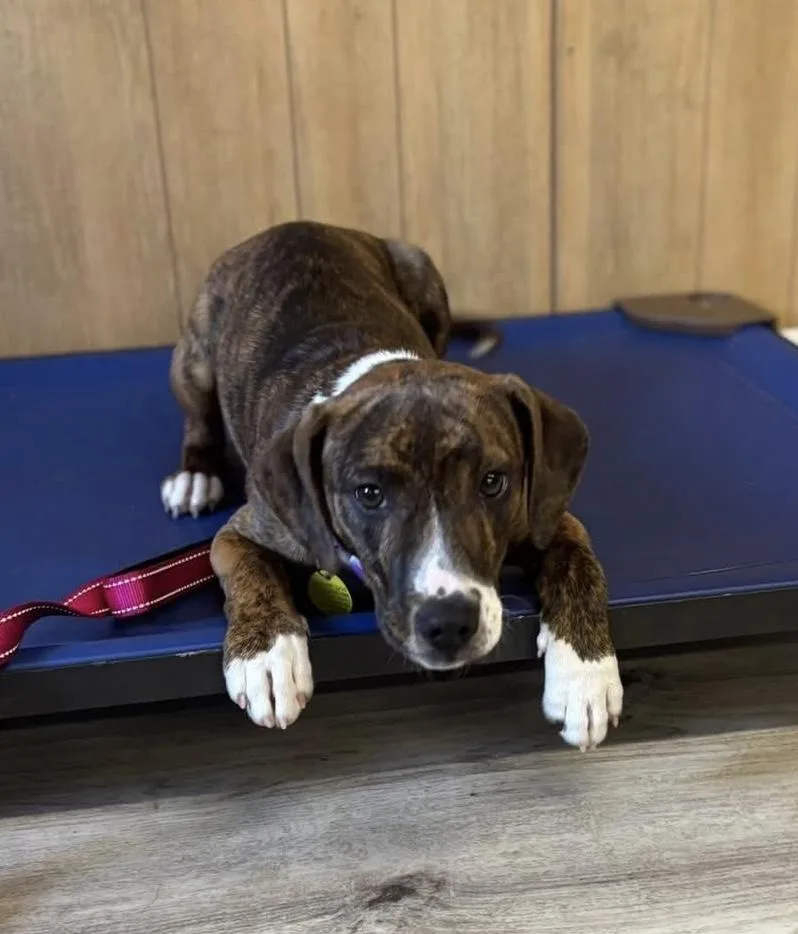 Carolina thumbnail 2