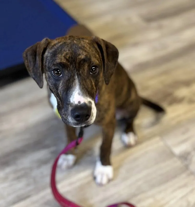 Carolina thumbnail 3