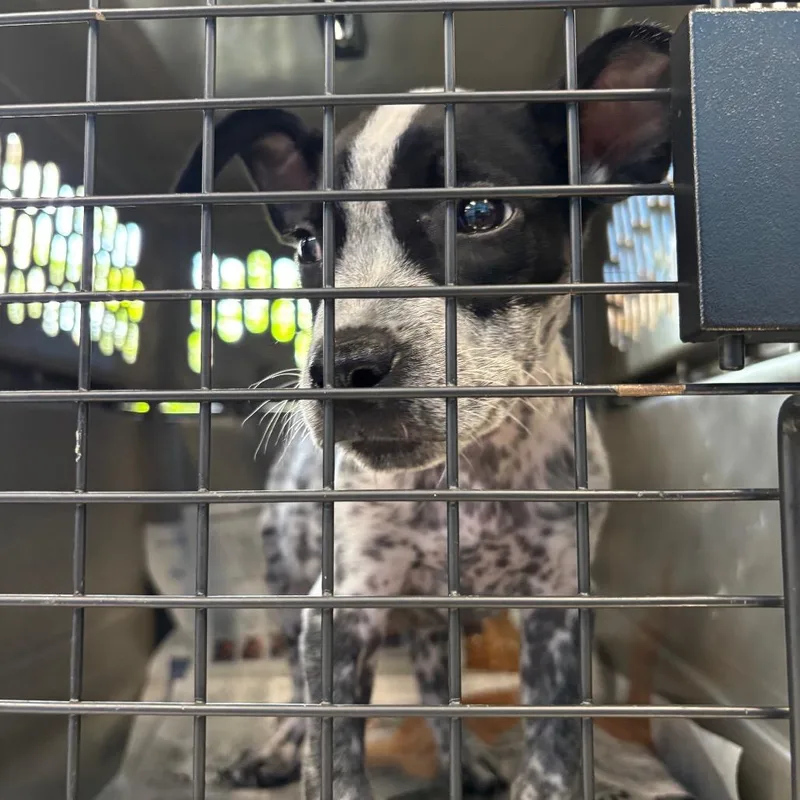 A baby small-sized male White / Cream Cattle Dog dog named Billy for adoption in Montgomery, AL