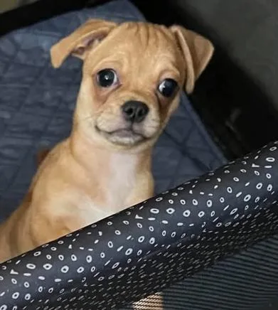 Pudge