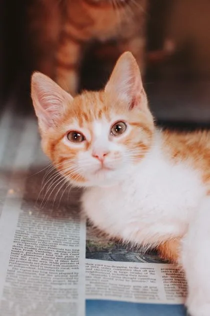 A young small-sized female Domestic Short Hair cat named a Dolly for adoption in North Charleston, SC