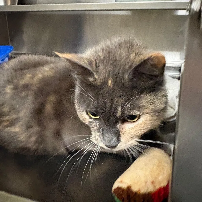 An adult medium-sized female Calico Domestic Short Hair cat named Doodle for adoption in Springfield, IL