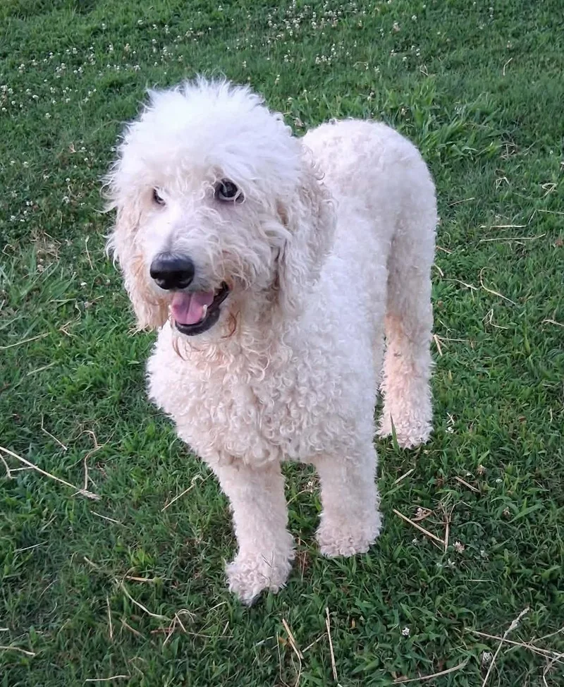 An adult medium-sized female White / Cream Poodle dog named Indy and Odie for adoption in Hopkinton, MA