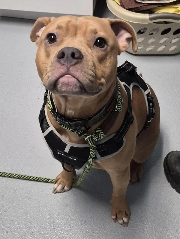 A young medium-sized male American Staffordshire Terrier dog named Pen  Lil Baby for adoption in Lawrenceville, GA