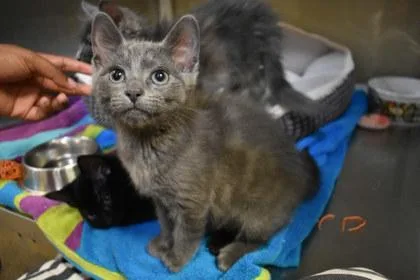A young medium-sized male Domestic Short Hair cat named Puff for adoption in Kansas City, MO