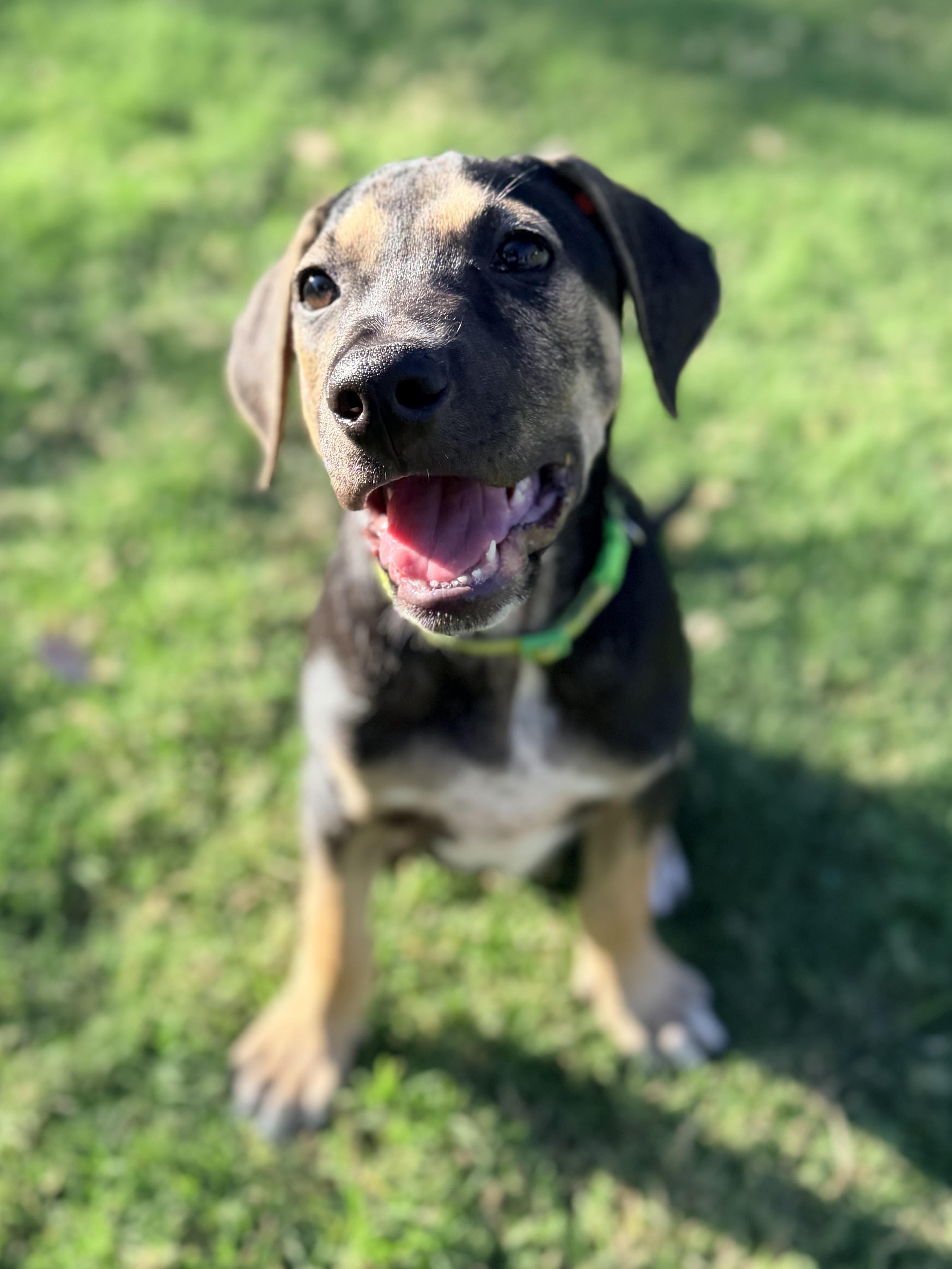 Zane