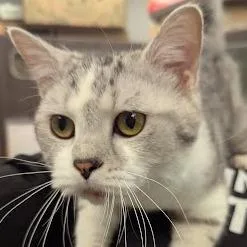 A young medium-sized male White British Shorthair cat named Romie for adoption in Jeffersonville, IN