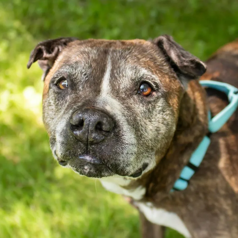 A senior medium-sized female Brindle Mixed Breed dog named Eden for adoption in Middletown, RI