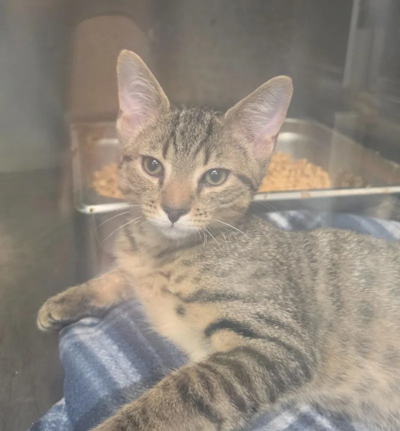 A young small-sized female Domestic Short Hair cat named Zee for adoption in Rome, GA
