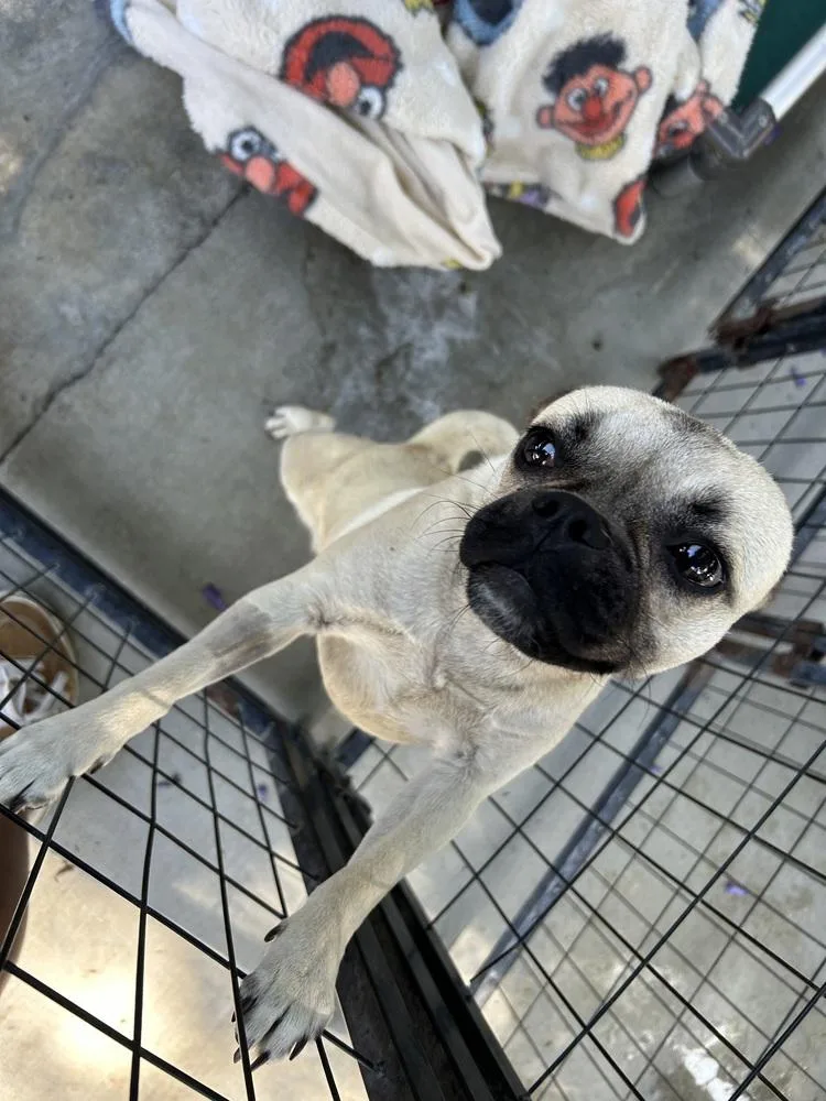 A baby medium-sized female Apricot / Beige Pug dog named Frank for adoption in Ontario, CA