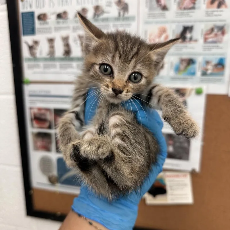 A baby small-sized female Brown / Chocolate Domestic Short Hair cat named January for adoption in Edinburg, TX