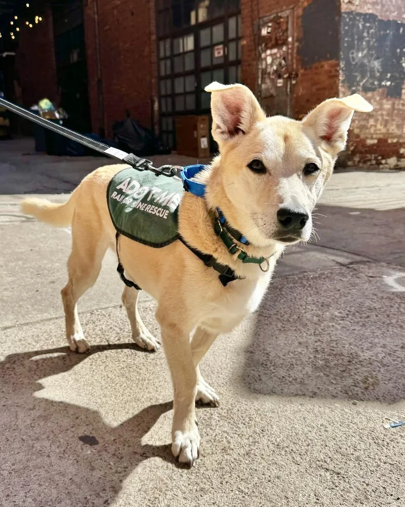 A senior medium-sized male Husky dog named LongTerm Project for adoption in New York, NY