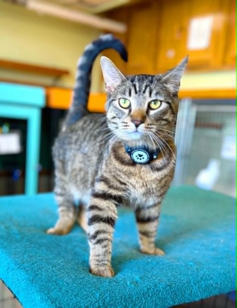 A young medium-sized male Domestic Short Hair cat named Rickki Tickki Tabby for adoption in Effingham, IL