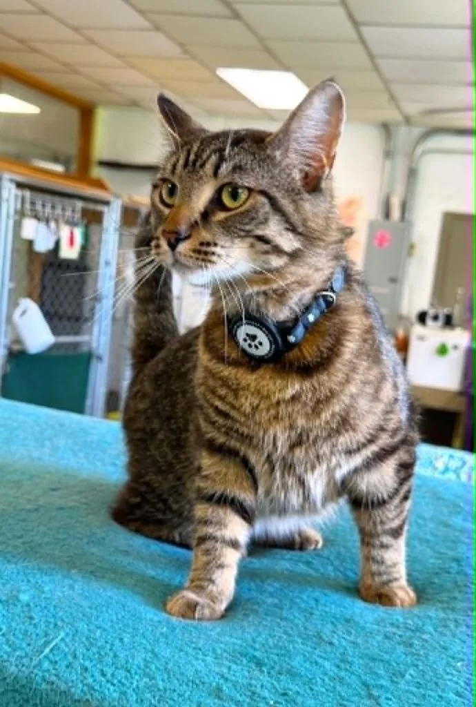 Rickki Tickki Tabby thumbnail 2