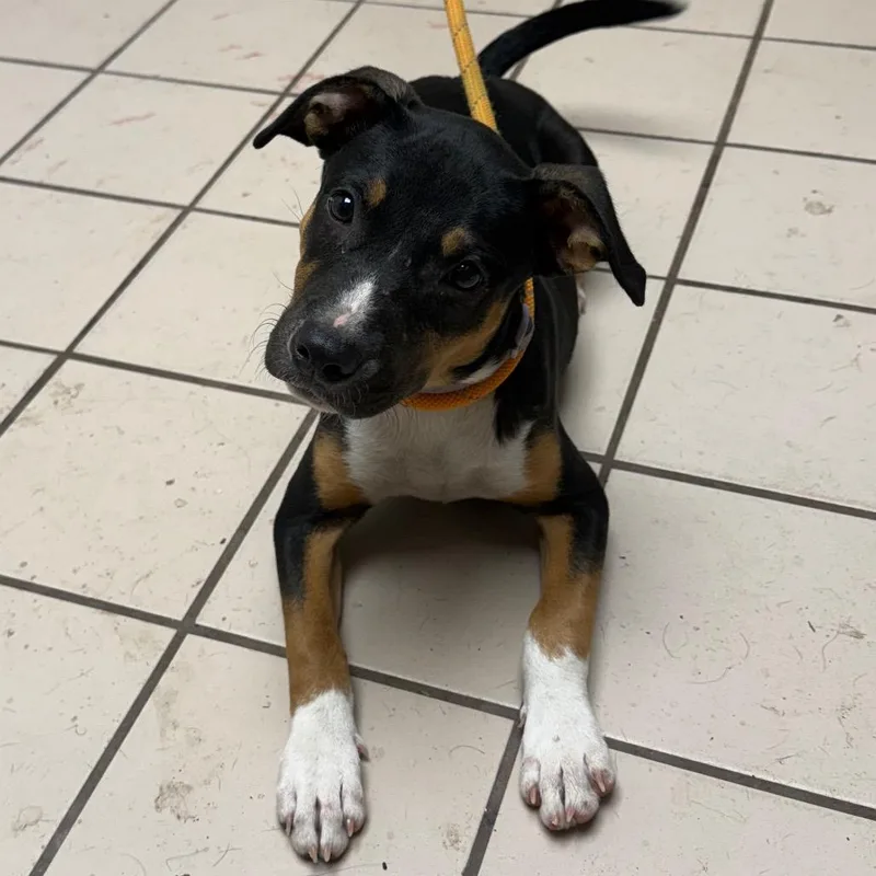 A baby small-sized female Shepherd dog named TUSCStray for adoption in Tuscaloosa, AL