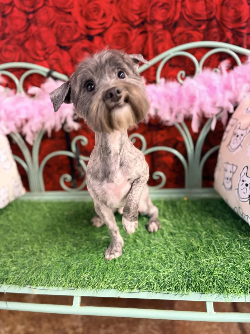 A young small-sized male Shih Tzu dog named Joker Aka Choker for adoption in Saunderstown, RI