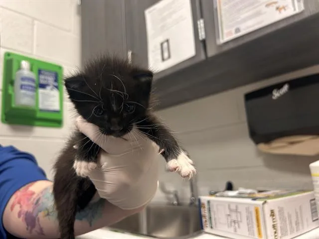 A baby small-sized male Domestic Short Hair cat named Odesseus for adoption in Ocala, FL
