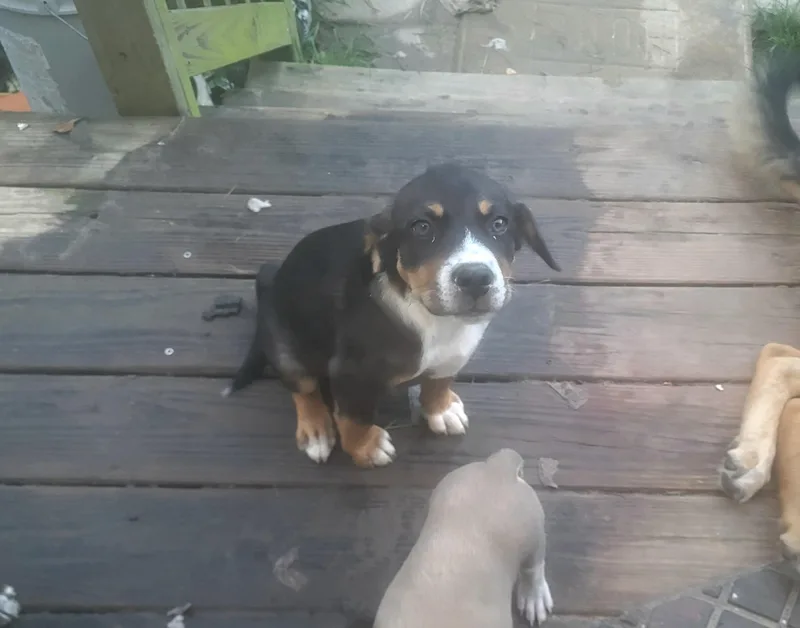 A baby medium-sized female Tricolor (Brown, Black, & White) Labrador Retriever dog named Reese for adoption in Semmes, AL
